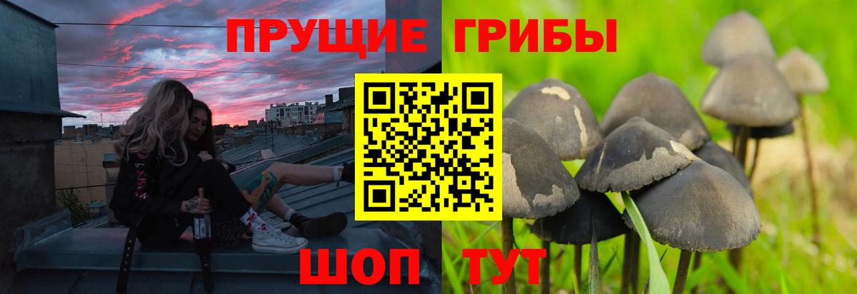 Псилоцибиновые грибы GOLDEN TEACHER  Вход с VPN  Камышин  Галлюциногенные грибы Cubensis 